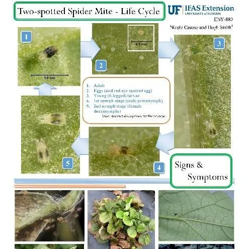 thumbnail for publication: Pest Identification Guide: Two-spotted Spider Mite, Tetranychus urticae Koch